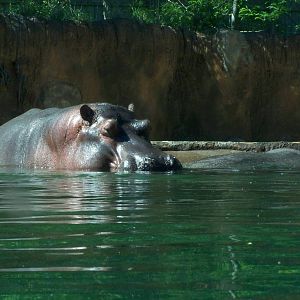 Zambezi River Hippo Camp