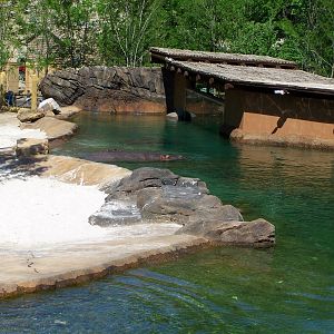 Zambezi River Hippo Camp