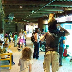 Zambezi River Hippo Camp