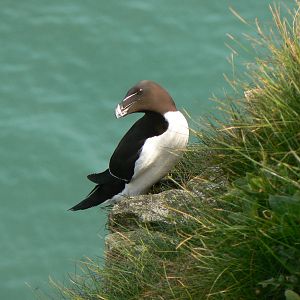 Razorbill - 5 May 2016, RSPB Bempton Cliffs