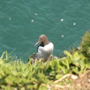 Common Guillemot - 5 May 2016, RSPB Bempton Cliffs