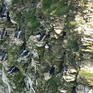 A Gathering of Auks - 5 May 2016, RSPB Bempton Cliffs