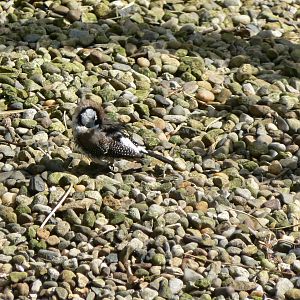 Bicheno Finch - 5 May 2015