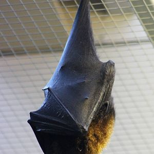 Rodriques flying fox