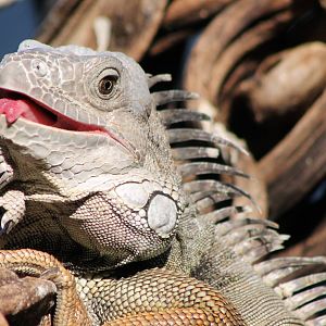 Green iguana