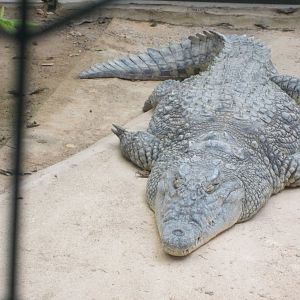 Nile Crocodile