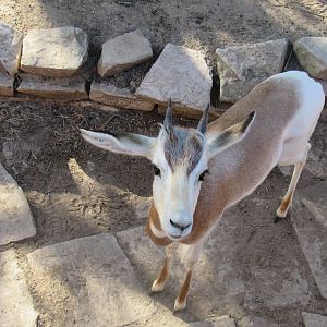 Friendly Gazelle