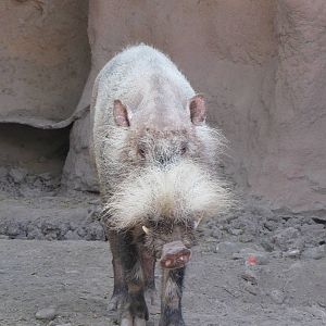 Last Bornean Bearded Pig in AZA