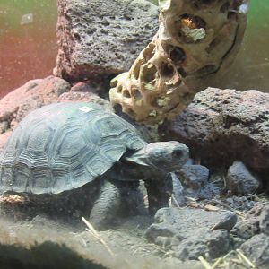 Baby Galapagos Tortoise