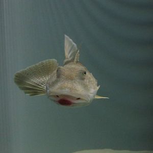 Sea Robin (injured)