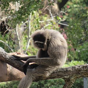 Mueller's Bornean Gibbon