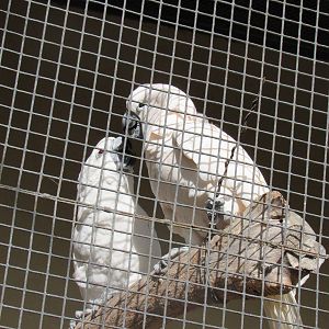 Salmon Crested Cockatoo
