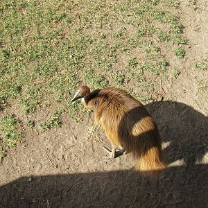 Juvenile Southern Cassowary