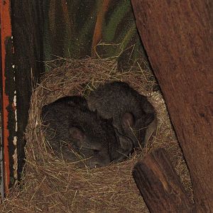 Only Long-Nosed Potoroos in USA