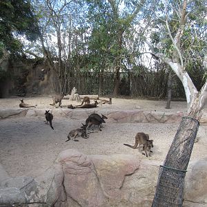 Western Gray Kangaroos