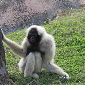 Pileated Gibbon