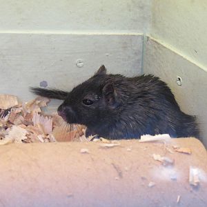 Mongolian Gerbil