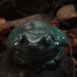 White's Tree Frog