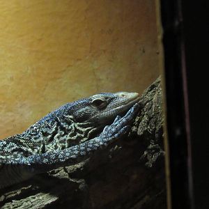 Blue-Spotted Tree Monitor