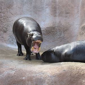 Pygmy hippos