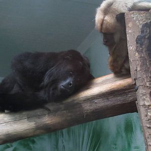 Only Guatemalan Mantled Howlers in USA