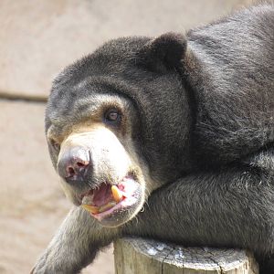 Sun Bear