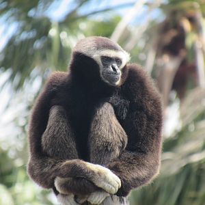 Pileated Gibbon