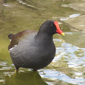 Common Gallinule