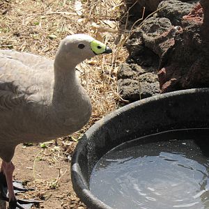 Cape Barren Goose