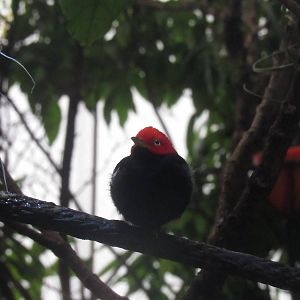 Red-Capped Manakin