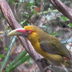 Saffron Toucanet