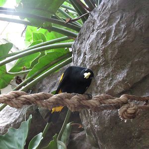 Yellow-rumped Cacique