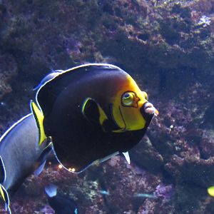 Spectacled Angelfish