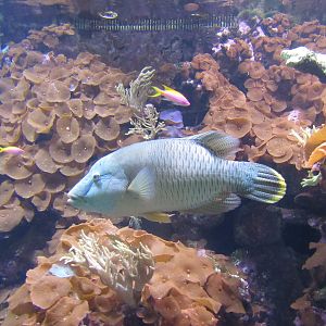 Juvenile Humphead Wrasse