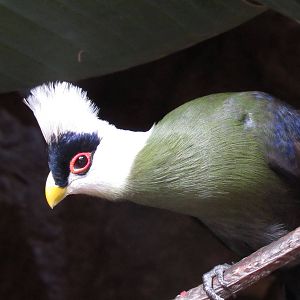 White-Crested Turaco