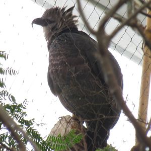 Guyana Crested Eagle