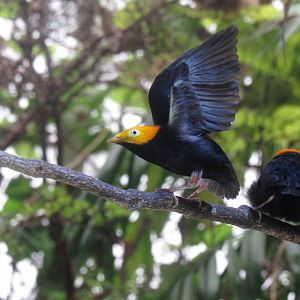 Golden-headed Manakin (Ceratopipra erythrocephala), lek display