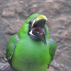 Emerald Toucanet