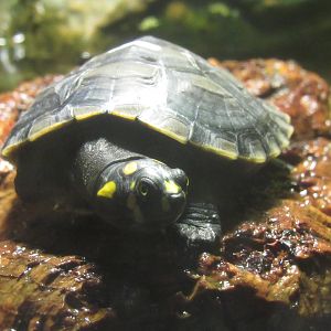 Yellow-Spotted Amazon River Turtle Hatchling