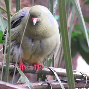 African Green Pigeon