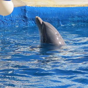 Bottlenose Dolphin 150216