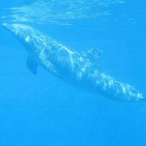 Bottlenose Dolphin 150216