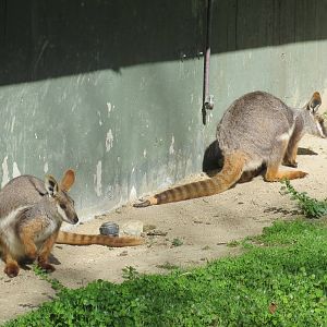 Yellow-footed Rock Wallabies 150216