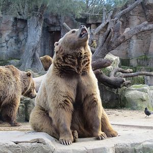 European Brown Bears 150216
