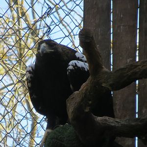 Spanish Imperial Eagle 150216