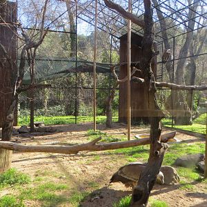 Griffon Vulture aviary 150216