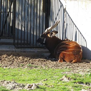 Bongo enclosure 150216