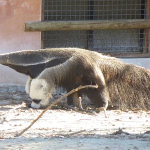 Giant Anteater 150216
