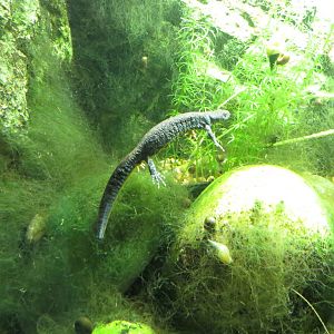 Great Crested Newt 050316