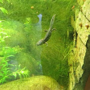 Alpine Newt 050316